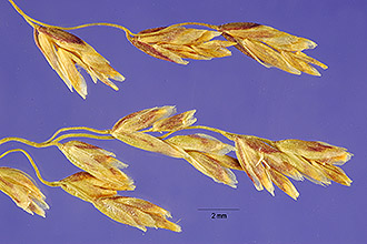 <i>Colpodium fulvum</i> (Trin.) Griseb.