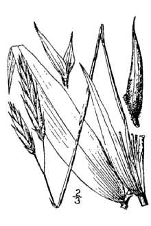 <i>Arundinaria gigantea</i> (Walter) Muhl. ssp. macrosperma (Michx.) McClure