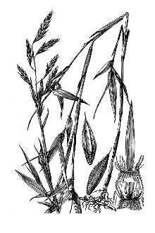 <i>Arundinaria gigantea</i> (Walter) Muhl. ssp. gigantea