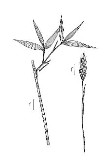 <i>Arundinaria gigantea</i> (Walter) Muhl. ssp. gigantea