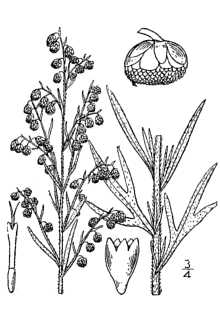 <i>Artemisia dracunculoides</i> Pursh var. dracunculina (S. Watson) S.F. Blake