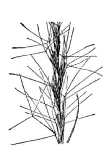 <i>Aristida purpurea</i> Nutt. var. glauca (Nees) A.H. Holmgren & N.H. Holmgren