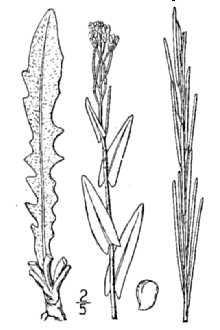 <i>Arabis glabra</i> (L.) Bernh. var. furcatipilis M. Hopkins