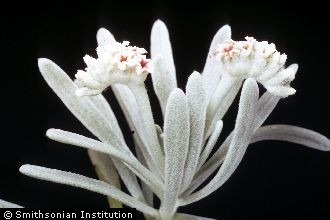 <i>Mallotonia gnaphalodes</i> (L.) Britton