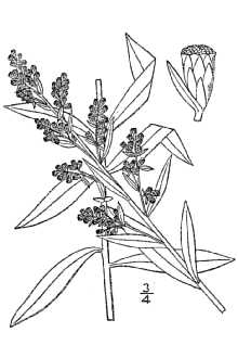 <i>Artemisia ludoviciana</i> Nutt. var. pabularis (A. Nelson) Fernald