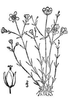 <i>Porsildia groenlandica</i> (Retz.) Á. Löve & D. Löve