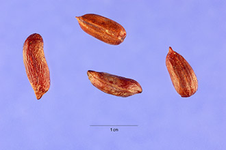 <i>Arachis glabrata</i> Benth. var. hagenbeckii (Harms) F.J. Herm.