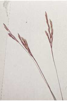 Small Carpetgrass