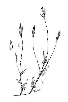 <i>Arthraxon hispidus</i> (Thunb.) Makino var. cryptatherus (Hack.) Honda