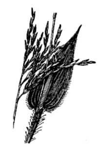 <i>Arthraxon ciliaris</i> P. Beauv. var. cryptatherus Hack.