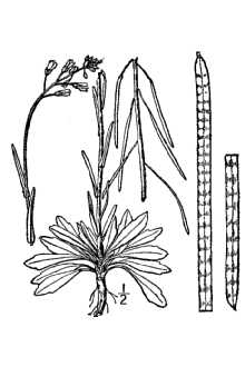 <i>Boechera holboellii</i> (Hornem.) Á. Löve & D. Löve