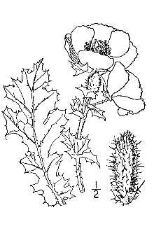 <i>Argemone intermedia</i> Sweet var. polyanthemos Fedde