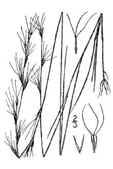 <i>Aristida longispica</i> Poir. var. geniculata (Raf.) Fernald, orth. var.