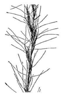 <i>Aristida geniculata</i> Raf.