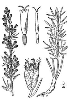 <i>Artemisia kansana</i> Britton