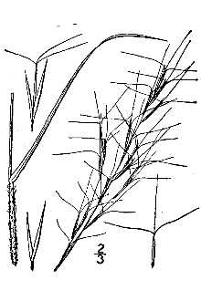 <i>Aristida lanosa</i> Muhl. ex Elliott var. macera Fernald & Grisc.