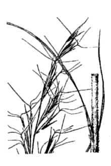 <i>Aristida lanosa</i> Muhl. ex Elliott var. macera Fernald & Grisc.