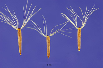 <i>Arnica latifolia</i> Bong. var. angustifolia Herder