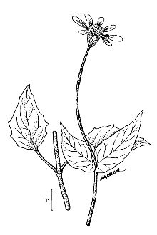 <i>Arnica latifolia</i> Bong. var. angustifolia Herder