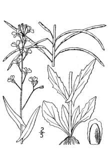 <i>Boechera laevigata</i> (Muhl. ex Willd.) Al-Shehbaz