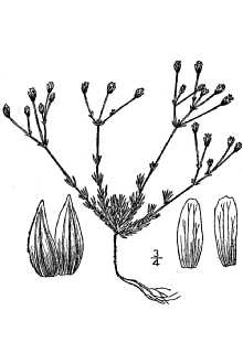 <i>Arenaria stricta</i> Michx. var. litorea (Fernald) Britton