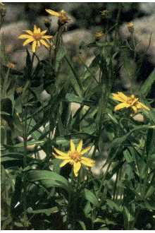 <i>Arnica longifolia</i> D.C. Eaton ssp. genuina Maguire