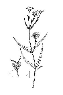 <i>Arnica longifolia</i> D.C. Eaton ssp. genuina Maguire
