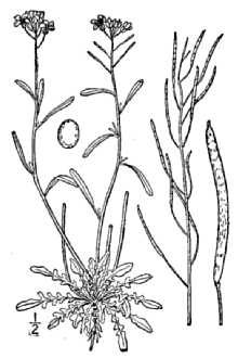 <i>Arabidopsis lyrata</i> (L.) O'Kane & Al-Shehbaz