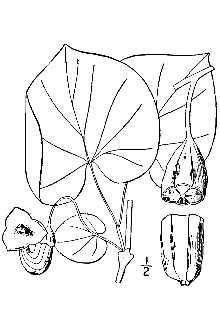 <i>Aristolochia durior</i> Hill