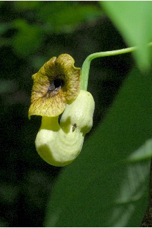 <i>Isotrema macrophyllum</i> (Lam.) C.F. Reed
