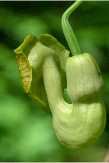 <i>Isotrema macrophyllum</i> (Lam.) C.F. Reed