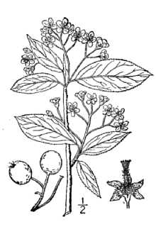 <i>Pyrus arbutifolia</i> (L.) L. f. var. nigra Willd.
