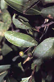 <i>Mespilus arbutifolia</i> L. var. melanocarpa Michx.