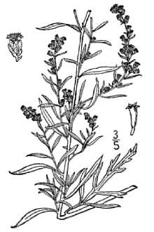 <i>Artemisia ludoviciana</i> Nutt. var. mexicana (Willd. ex Spreng.) A. Gray