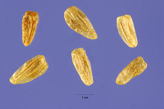 <i>Artemisia arbuscula</i> Nutt. ssp. nova (A. Nelson) G.H. Ward