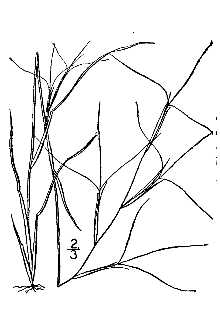 <i>Aristida ramosissima</i> Engelm. ex A. Gray var. chaseana Henr.