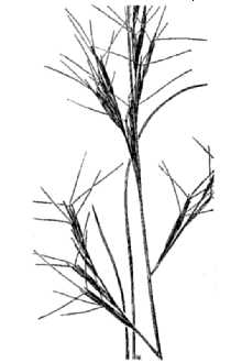 <i>Aristida wrightii</i> Nash var. parishii (Hitchc.) Gould