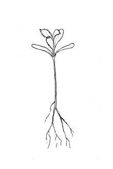 <i>Arctostaphylos parryana</i> Lemmon var. pinetorum (Rollins) Wies. & Schreib.