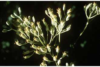 <i>Cacalia paniculata</i> Raf.