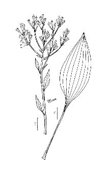 <i>Mesadenia tuberosa</i> (Nutt.) Britton