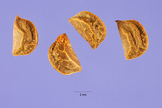 <i>Arctostaphylos pungens</i> Kunth ssp. chaloneorum (J.B. Roof) J.B. Roof