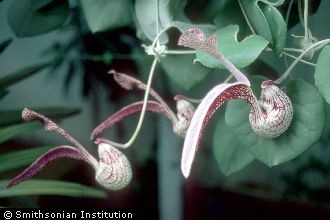 <i>Aristolochia grandiflora</i> Vahl., nom. illeg.