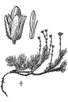 <i>Stellaria biflora</i> L.