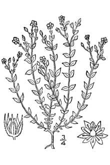 <i>Arenaria serpyllifolia</i> L. var. tenuior Mert. & W.D.J. Koch