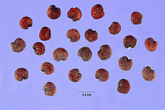 <i>Arenaria leptoclados</i> (Rchb.) Guss.