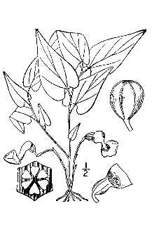 <i>Aristolochia hastata</i> Nutt.