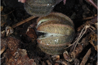 <i>Aristolochia convolvulacea</i> Small