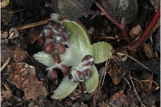 <i>Aristolochia serpentaria</i> L. var. nashii (Kearney) H.E. Ahles