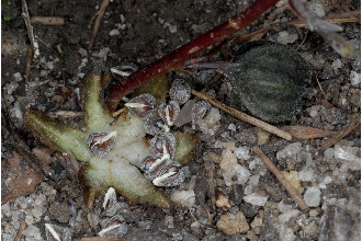 <i>Aristolochia hastata</i> Nutt.