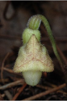 <i>Aristolochia serpentaria</i> L. var. hastata (Nutt.) Duch.